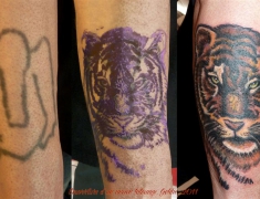 tat8-04-2011-001couv-tigre-large.jpg